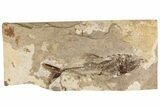 Cretaceous Fossil Fish (Spaniodon) - Lebanon #200282-1